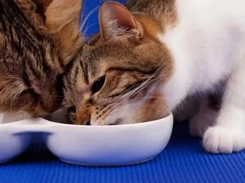 Cat food bowls | Cat food | Cat sharing food 